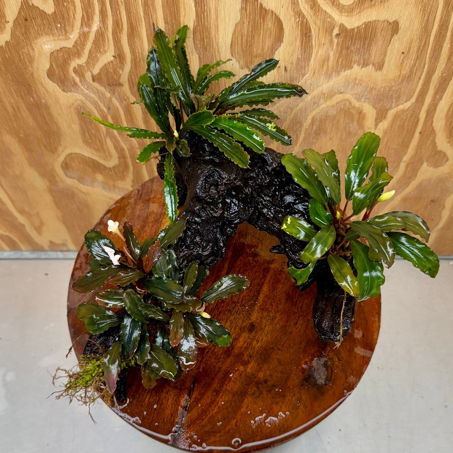 Scapeshop.com.au One Only Bucephalandra Triple Planted Large Driftwood - ONE ONLY - Graceful Bucephalandra Triple Planted Large Driftwood - ONE ONLY - Graceful
