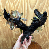 Scapeshop.com.au One Only Bucephalandra Triple Planted Large Driftwood - ONE ONLY - Graceful Bucephalandra Triple Planted Large Driftwood - ONE ONLY - Graceful