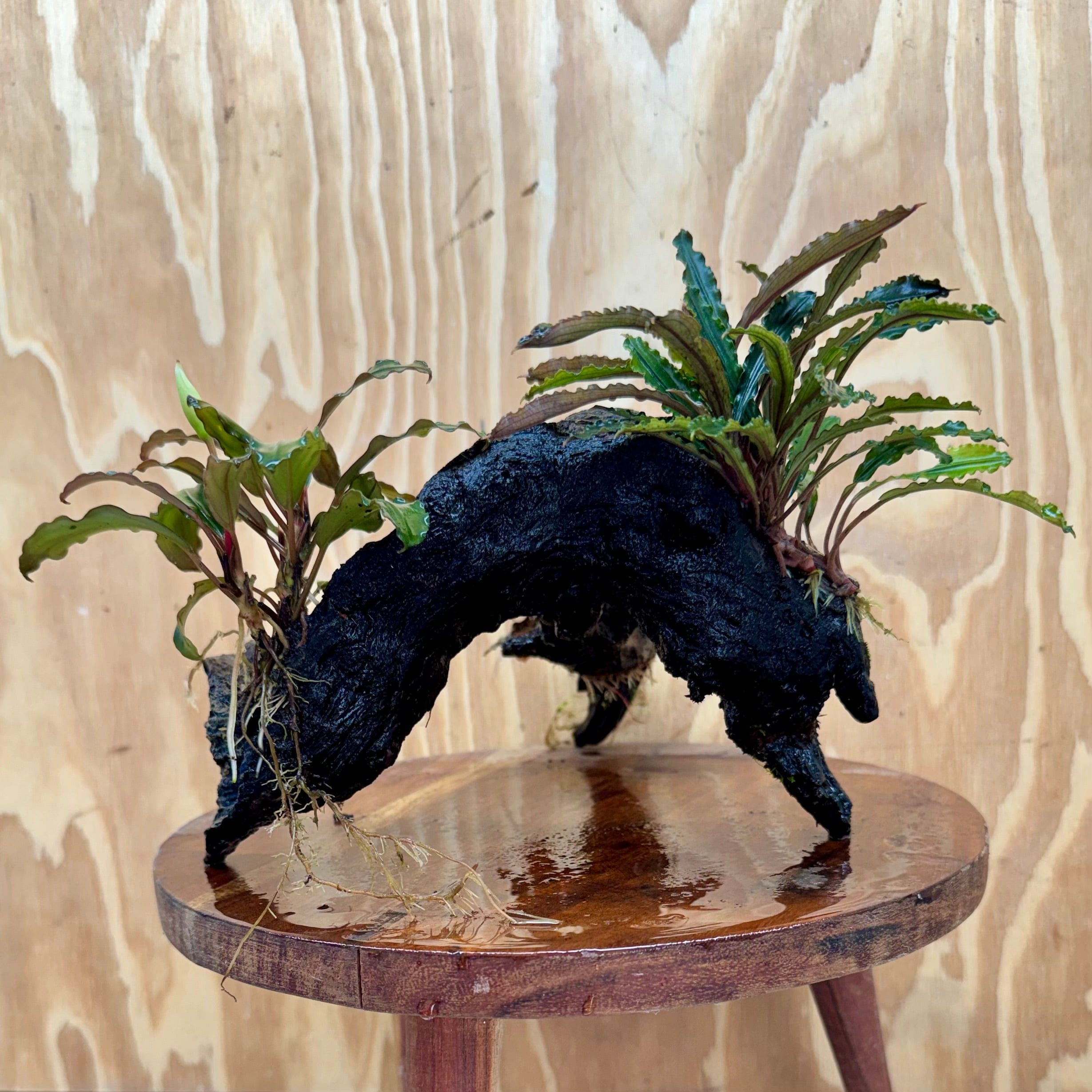 Scapeshop.com.au One Only Bucephalandra Triple Planted Large Driftwood - ONE ONLY - Graceful Bucephalandra Triple Planted Large Driftwood - ONE ONLY - Graceful