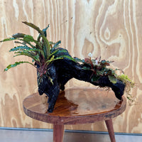 Scapeshop.com.au One Only Bucephalandra Triple Planted Large Driftwood - ONE ONLY - Graceful Bucephalandra Triple Planted Large Driftwood - ONE ONLY - Graceful
