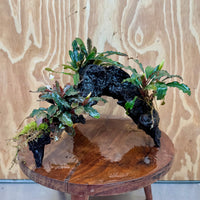 Scapeshop.com.au One Only Bucephalandra Triple Planted Large Driftwood - ONE ONLY - Graceful Bucephalandra Triple Planted Large Driftwood - ONE ONLY - Graceful