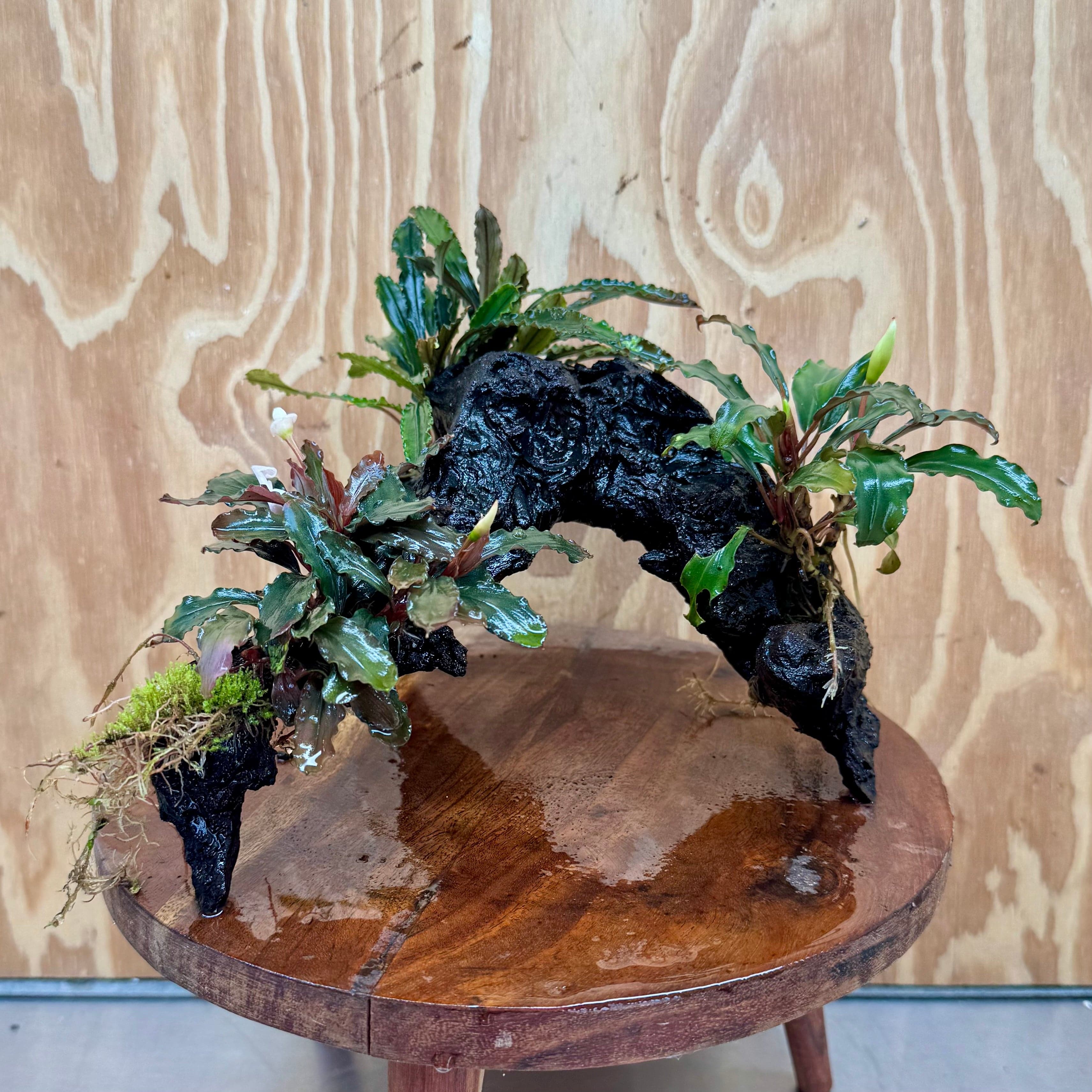 Scapeshop.com.au One Only Bucephalandra Triple Planted Large Driftwood - ONE ONLY - Graceful Bucephalandra Triple Planted Large Driftwood - ONE ONLY - Graceful