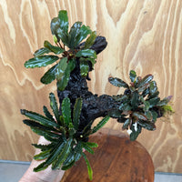 Scapeshop.com.au One Only Bucephalandra Triple Planted Large Driftwood - ONE ONLY - Graceful Bucephalandra Triple Planted Large Driftwood - ONE ONLY - Graceful