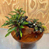 Scapeshop.com.au One Only Bucephalandra Triple Planted Large Driftwood - ONE ONLY - Graceful Bucephalandra Triple Planted Large Driftwood - ONE ONLY - Graceful