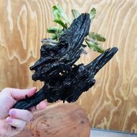 Scapeshop.com.au One Only Bucephalandra Triple Planted Large Driftwood - ONE ONLY - Graceful Bucephalandra Triple Planted Large Driftwood - ONE ONLY - Graceful