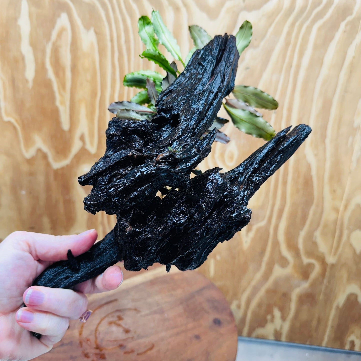 Scapeshop.com.au One Only Bucephalandra Triple Planted Large Driftwood - ONE ONLY - Graceful Bucephalandra Triple Planted Large Driftwood - ONE ONLY - Graceful