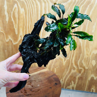 Scapeshop.com.au One Only Bucephalandra Triple Planted Large Driftwood - ONE ONLY - Graceful Bucephalandra Triple Planted Large Driftwood - ONE ONLY - Graceful