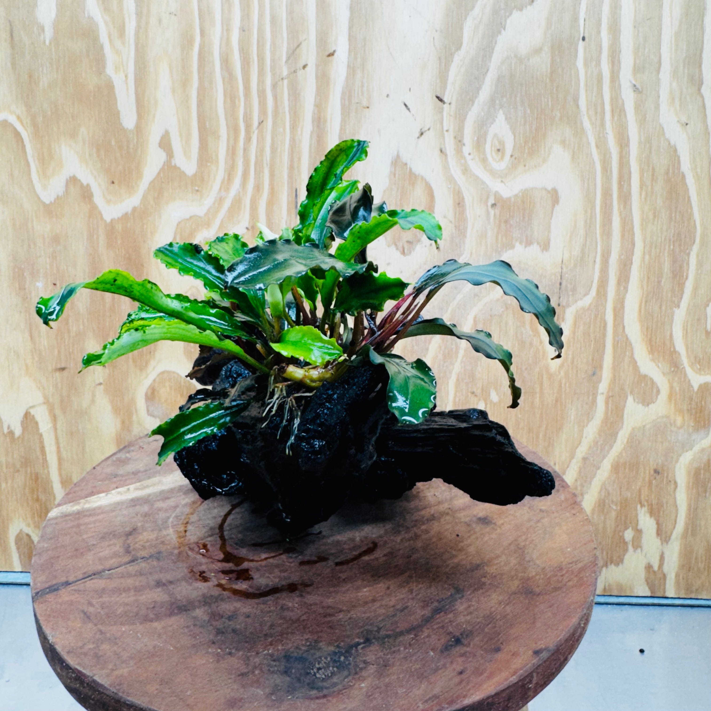 Scapeshop.com.au One Only Bucephalandra Triple Planted Large Driftwood - ONE ONLY - Graceful Bucephalandra Triple Planted Large Driftwood - ONE ONLY - Graceful