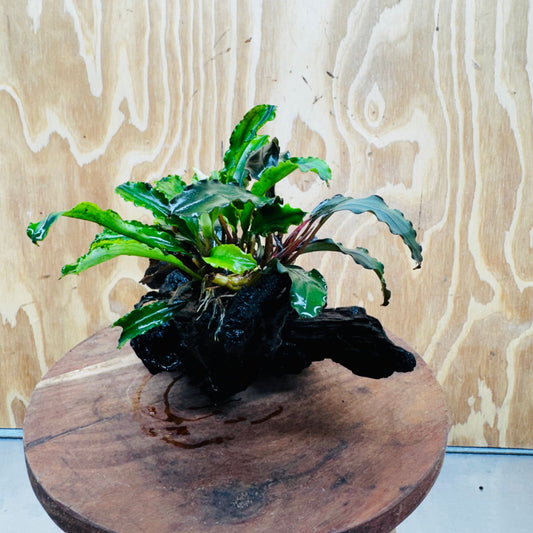 Scapeshop.com.au One Only Bucephalandra Triple Planted Large Driftwood - ONE ONLY - Graceful Bucephalandra Triple Planted Large Driftwood - ONE ONLY - Graceful