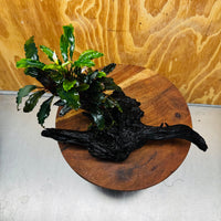 Scapeshop.com.au One Only Bucephalandra Triple Planted Large Driftwood - ONE ONLY - Graceful Bucephalandra Triple Planted Large Driftwood - ONE ONLY - Graceful