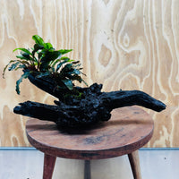 Scapeshop.com.au One Only Bucephalandra Triple Planted Large Driftwood - ONE ONLY - Graceful Bucephalandra Triple Planted Large Driftwood - ONE ONLY - Graceful