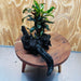 Scapeshop.com.au One Only Bucephalandra Triple Planted Large Driftwood - ONE ONLY - Graceful Bucephalandra Triple Planted Large Driftwood - ONE ONLY - Graceful