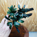 Scapeshop.com.au One Only Bucephalandra Triple Planted Medium Driftwood - ONE ONLY - Demure Bucephalandra Triple Planted Medium Driftwood - ONE ONLY - Demure