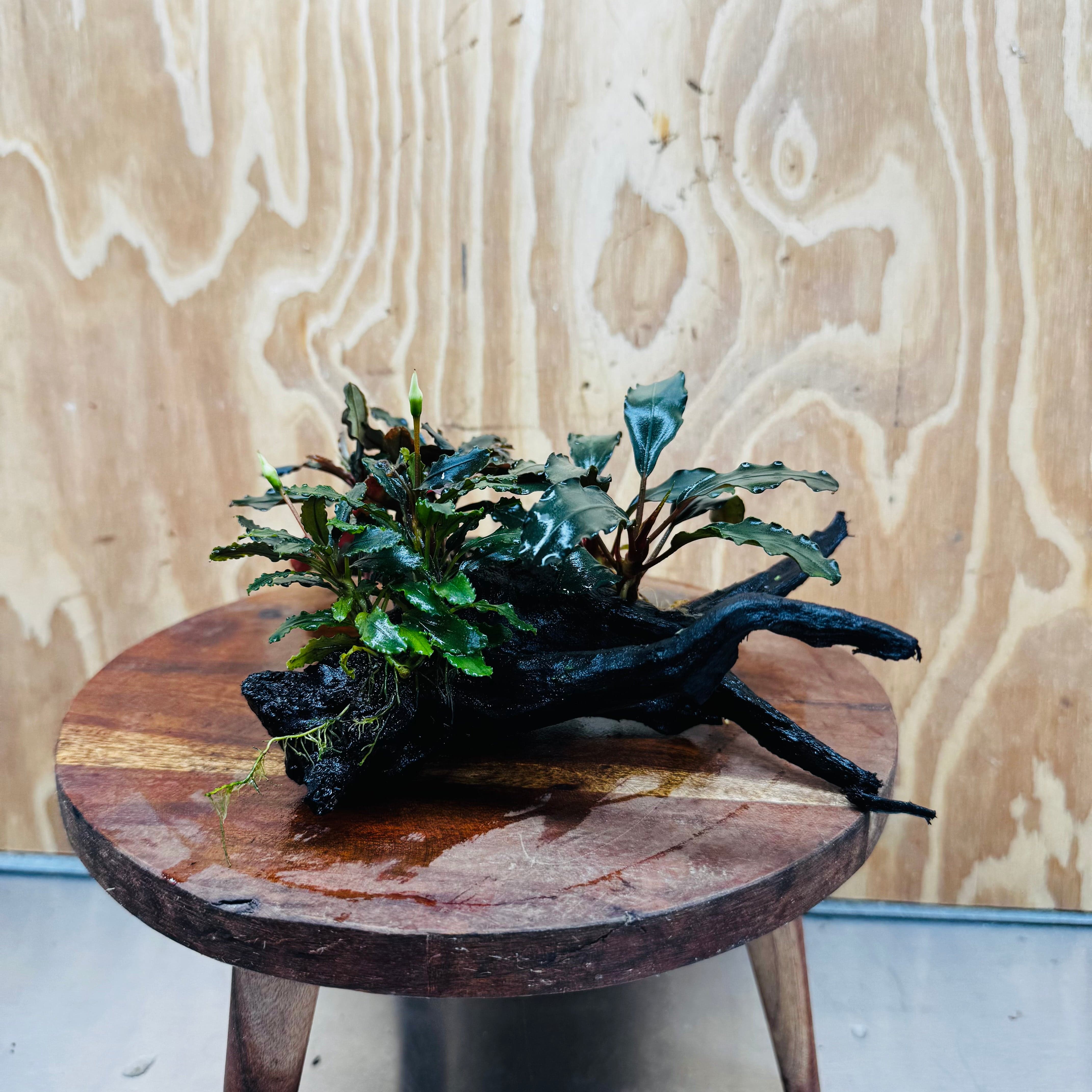 Scapeshop.com.au One Only Bucephalandra Triple Planted Medium Driftwood - ONE ONLY - Demure Bucephalandra Triple Planted Medium Driftwood - ONE ONLY - Demure