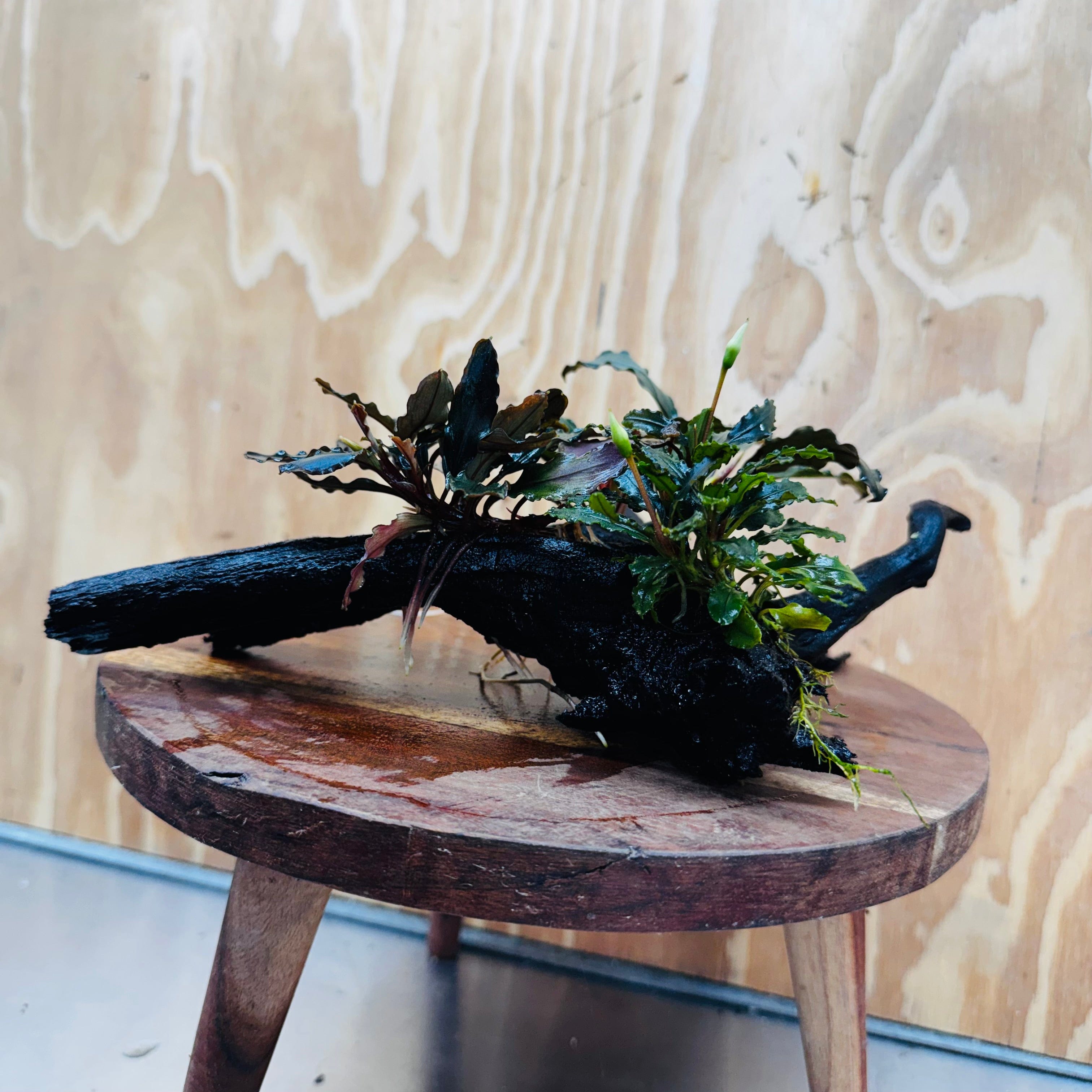 Scapeshop.com.au One Only Bucephalandra Triple Planted Medium Driftwood - ONE ONLY - Demure Bucephalandra Triple Planted Medium Driftwood - ONE ONLY - Demure