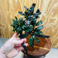 Scapeshop.com.au One Only Bucephalandra Triple Planted Medium Driftwood - ONE ONLY - Demure Bucephalandra Triple Planted Medium Driftwood - ONE ONLY - Demure