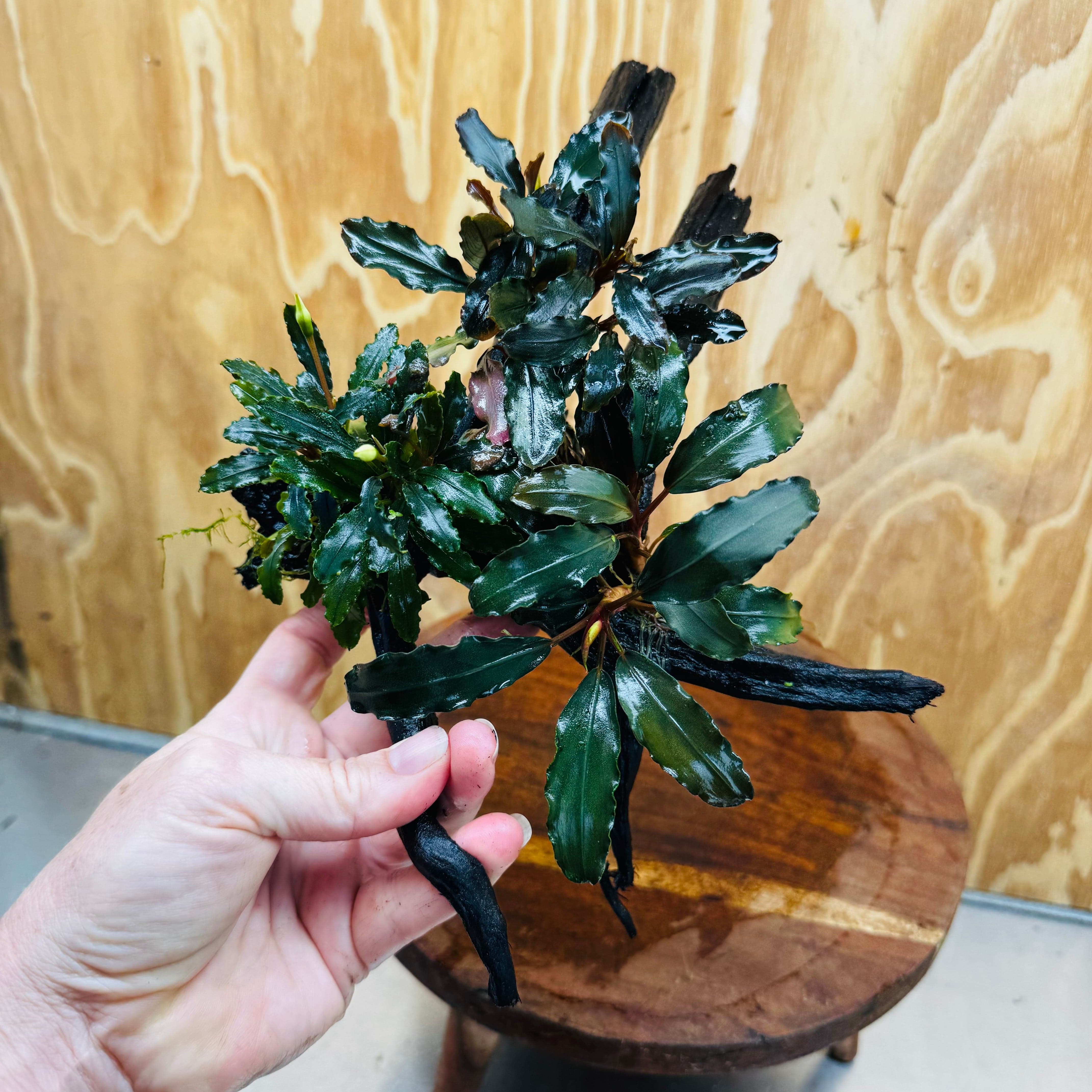 Scapeshop.com.au One Only Bucephalandra Triple Planted Medium Driftwood - ONE ONLY - Demure Bucephalandra Triple Planted Medium Driftwood - ONE ONLY - Demure