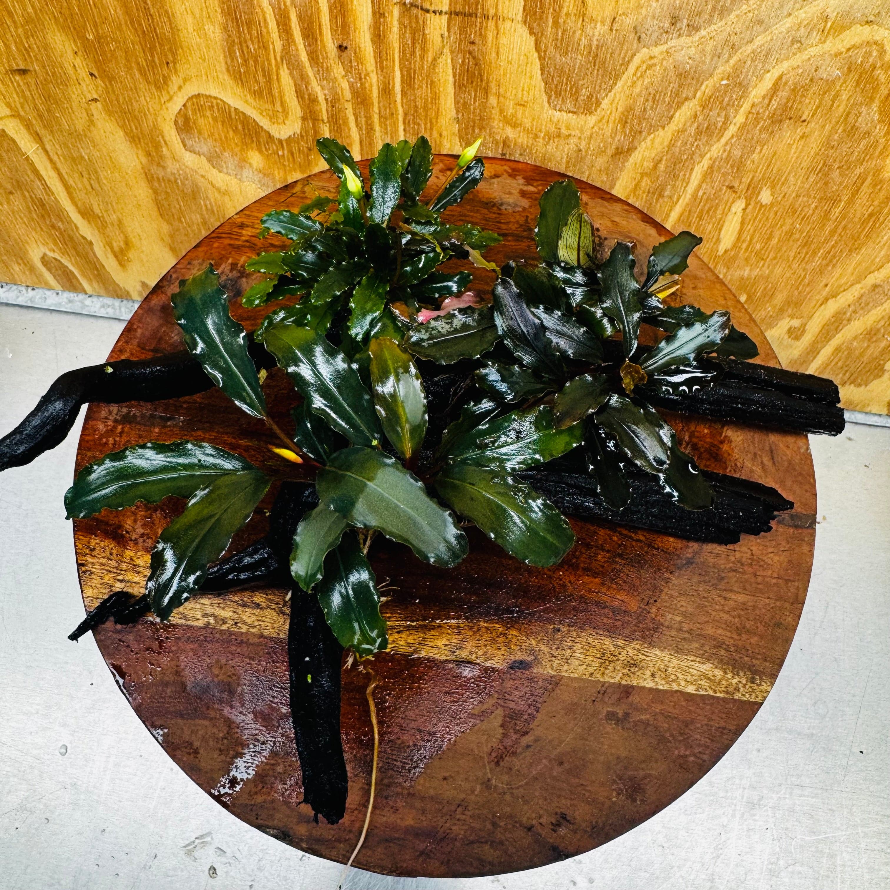 Scapeshop.com.au One Only Bucephalandra Triple Planted Medium Driftwood - ONE ONLY - Demure Bucephalandra Triple Planted Medium Driftwood - ONE ONLY - Demure