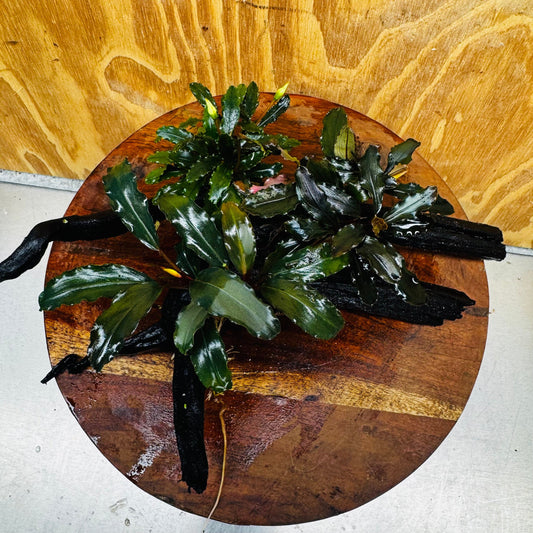 Scapeshop.com.au One Only Bucephalandra Triple Planted Medium Driftwood - ONE ONLY - Demure Bucephalandra Triple Planted Medium Driftwood - ONE ONLY - Demure