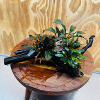 Scapeshop.com.au One Only Bucephalandra Triple Planted Medium Driftwood - ONE ONLY - Demure Bucephalandra Triple Planted Medium Driftwood - ONE ONLY - Demure
