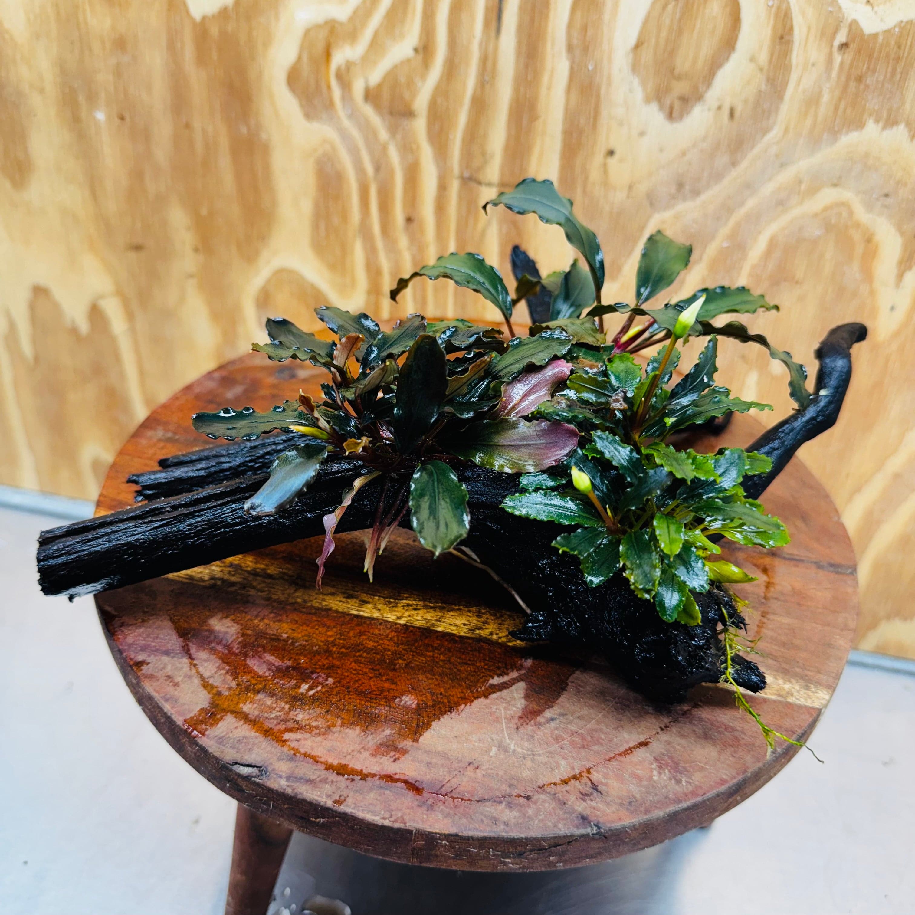 Scapeshop.com.au One Only Bucephalandra Triple Planted Medium Driftwood - ONE ONLY - Demure Bucephalandra Triple Planted Medium Driftwood - ONE ONLY - Demure