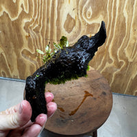 Scapeshop.com.au One Only Bucephalandra with Flame Moss Driftwood - ONE ONLY - Artistic Bucephalandra with Flame Moss Driftwood - ONE ONLY - Scapeshop Australia