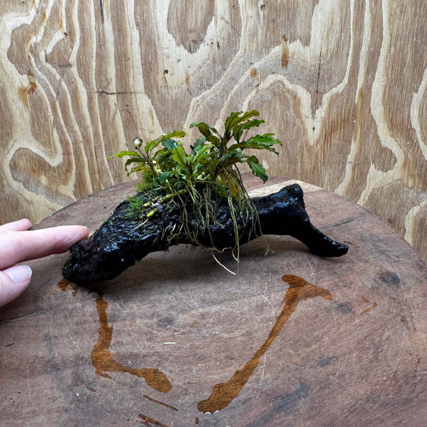 Scapeshop.com.au One Only Bucephalandra with Flame Moss Driftwood - ONE ONLY - Artistic Bucephalandra with Flame Moss Driftwood - ONE ONLY - Scapeshop Australia