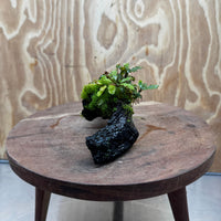Scapeshop.com.au One Only Bucephalandra with Flame Moss Driftwood - ONE ONLY - Artistic Bucephalandra with Flame Moss Driftwood - ONE ONLY - Scapeshop Australia