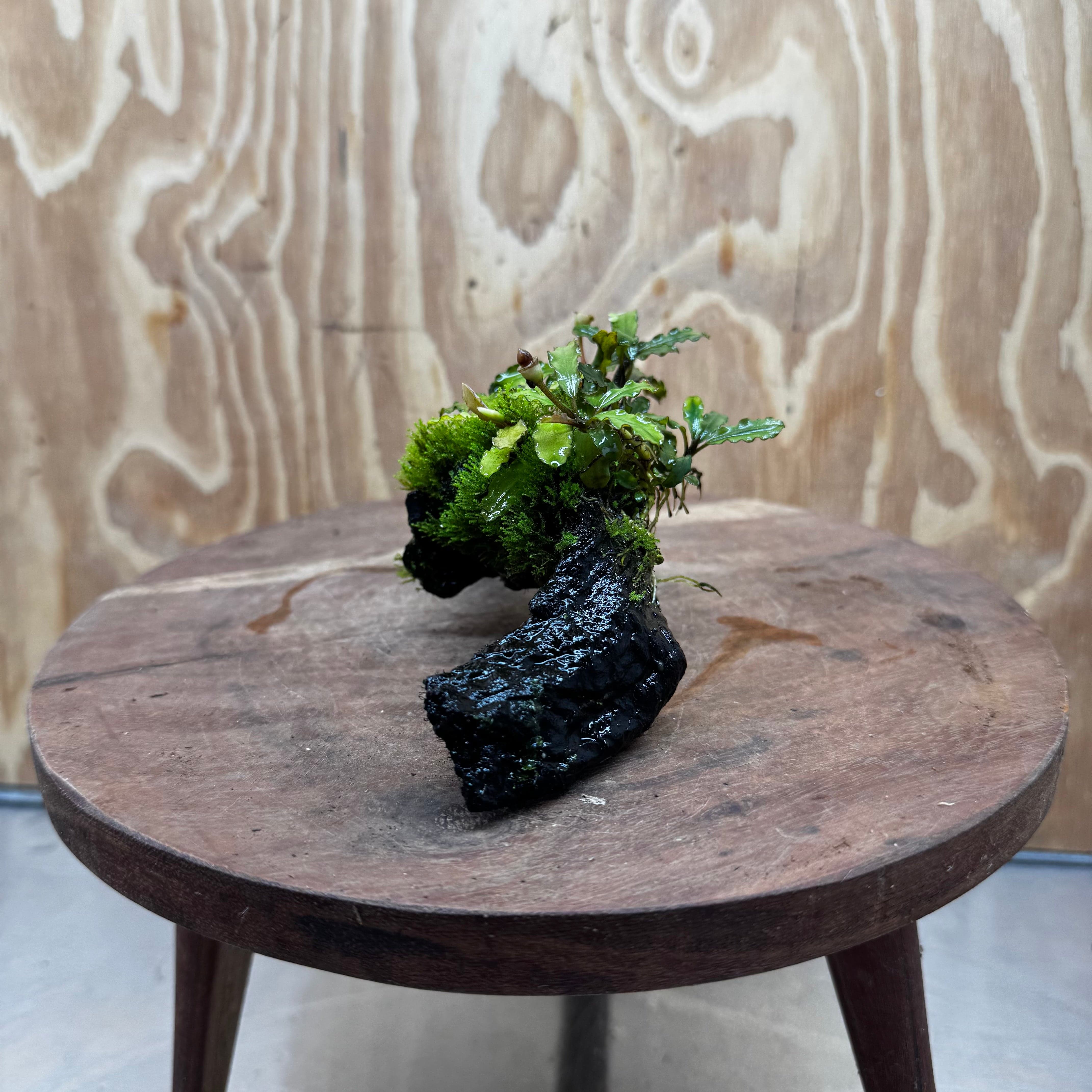 Scapeshop.com.au One Only Bucephalandra with Flame Moss Driftwood - ONE ONLY - Artistic Bucephalandra with Flame Moss Driftwood - ONE ONLY - Scapeshop Australia