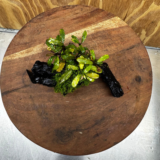 Scapeshop.com.au One Only Bucephalandra with Flame Moss Driftwood - ONE ONLY - Artistic Bucephalandra with Flame Moss Driftwood - ONE ONLY - Scapeshop Australia