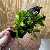 Scapeshop.com.au One Only Bucephalandra with Flame Moss Driftwood - ONE ONLY - Artistic Bucephalandra with Flame Moss Driftwood - ONE ONLY - Scapeshop Australia