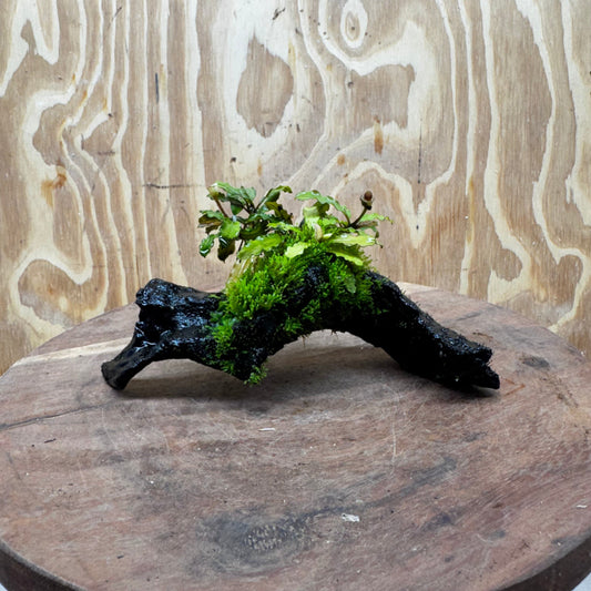 Scapeshop.com.au One Only Bucephalandra with Flame Moss Driftwood - ONE ONLY - Artistic Bucephalandra with Flame Moss Driftwood - ONE ONLY - Scapeshop Australia