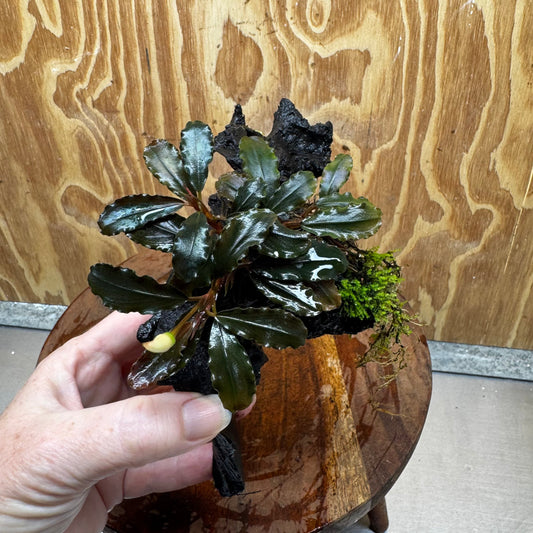 Scapeshop.com.au One Only Bucephalandra with Flame Moss Driftwood - ONE ONLY - Artistic Bucephalandra with Flame Moss Driftwood - ONE ONLY - Scapeshop Australia