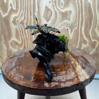 Scapeshop.com.au One Only Bucephalandra with Flame Moss Driftwood - ONE ONLY - Artistic Bucephalandra with Flame Moss Driftwood - ONE ONLY - Scapeshop Australia