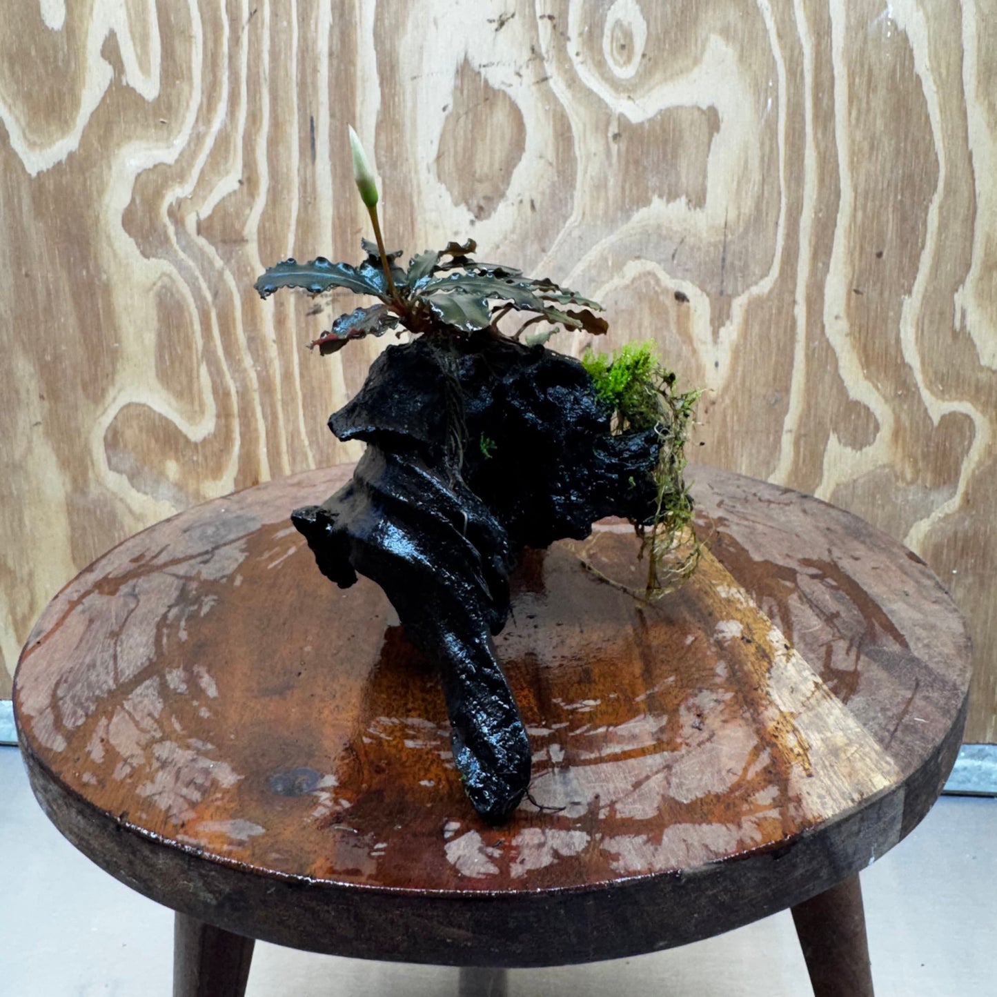 Scapeshop.com.au One Only Bucephalandra with Flame Moss Driftwood - ONE ONLY - Artistic Bucephalandra with Flame Moss Driftwood - ONE ONLY - Scapeshop Australia