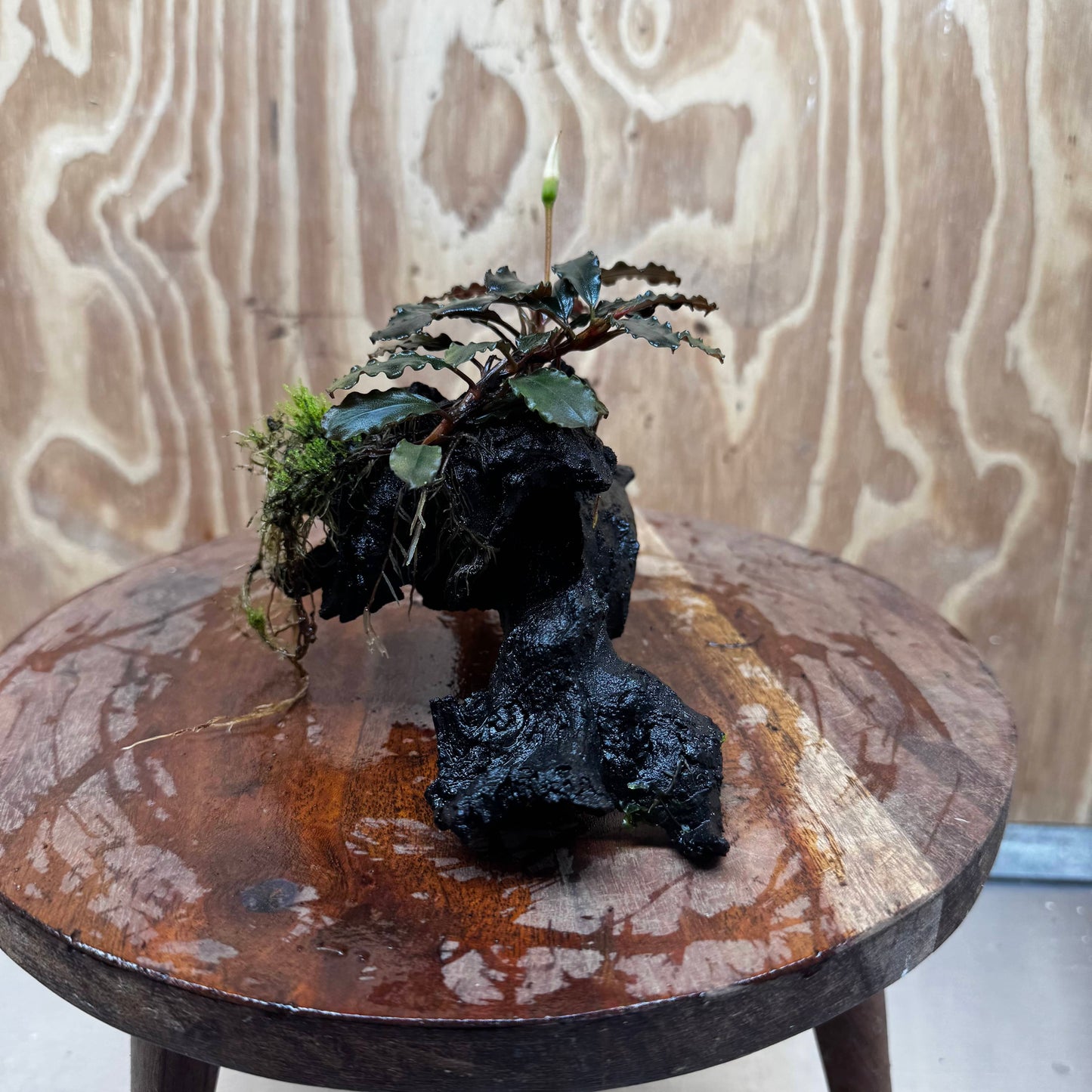 Scapeshop.com.au One Only Bucephalandra with Flame Moss Driftwood - ONE ONLY - Artistic Bucephalandra with Flame Moss Driftwood - ONE ONLY - Scapeshop Australia