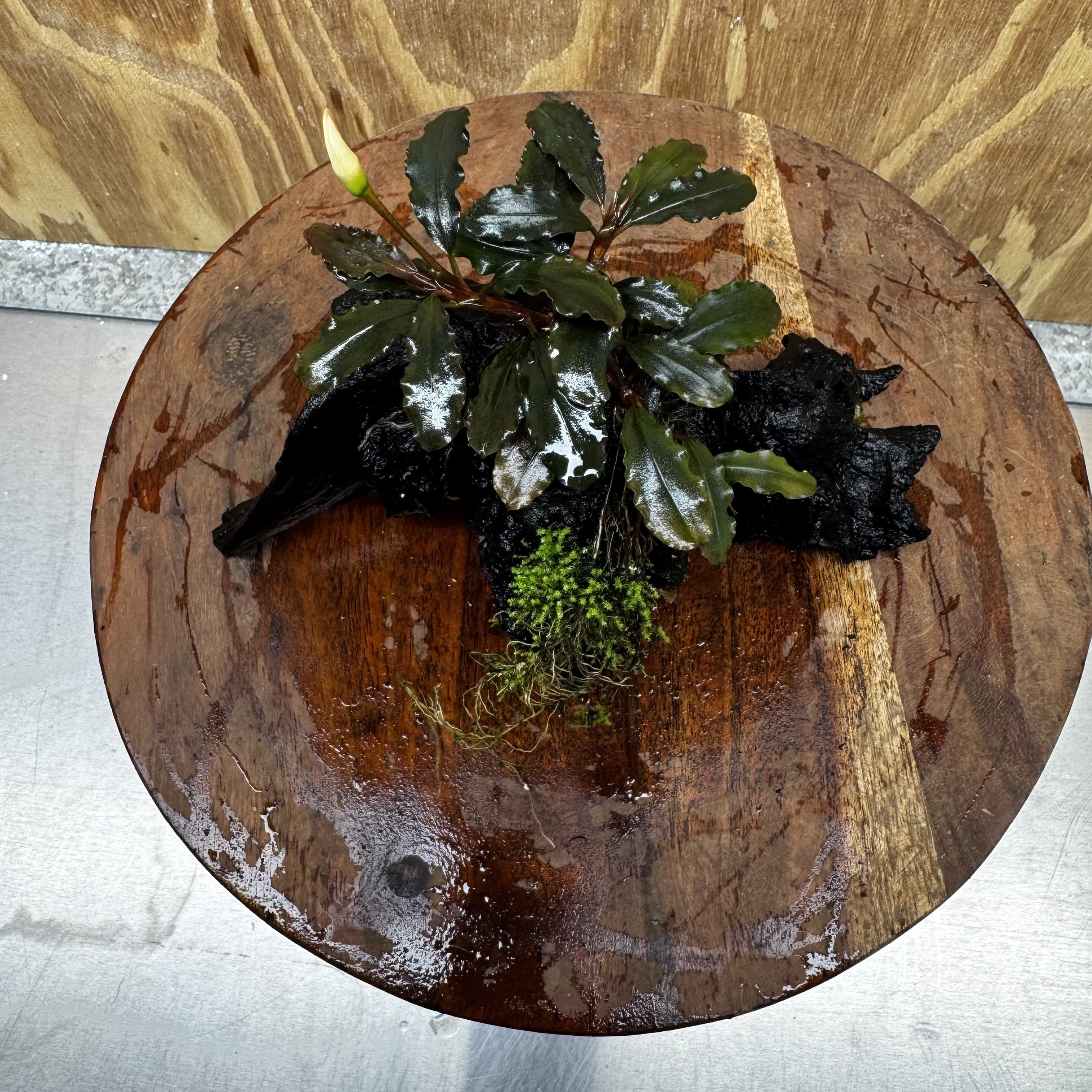 Scapeshop.com.au One Only Bucephalandra with Flame Moss Driftwood - ONE ONLY - Artistic Bucephalandra with Flame Moss Driftwood - ONE ONLY - Scapeshop Australia