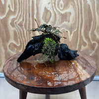 Scapeshop.com.au One Only Bucephalandra with Flame Moss Driftwood - ONE ONLY - Artistic Bucephalandra with Flame Moss Driftwood - ONE ONLY - Scapeshop Australia