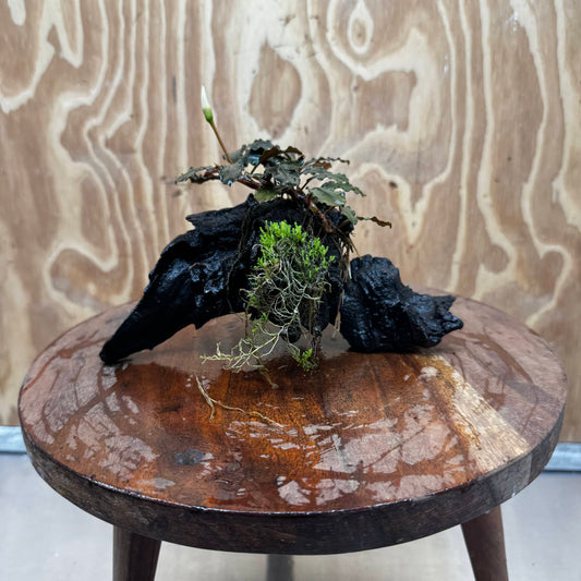 Scapeshop.com.au One Only Bucephalandra with Flame Moss Driftwood - ONE ONLY - Artistic Bucephalandra with Flame Moss Driftwood - ONE ONLY - Scapeshop Australia