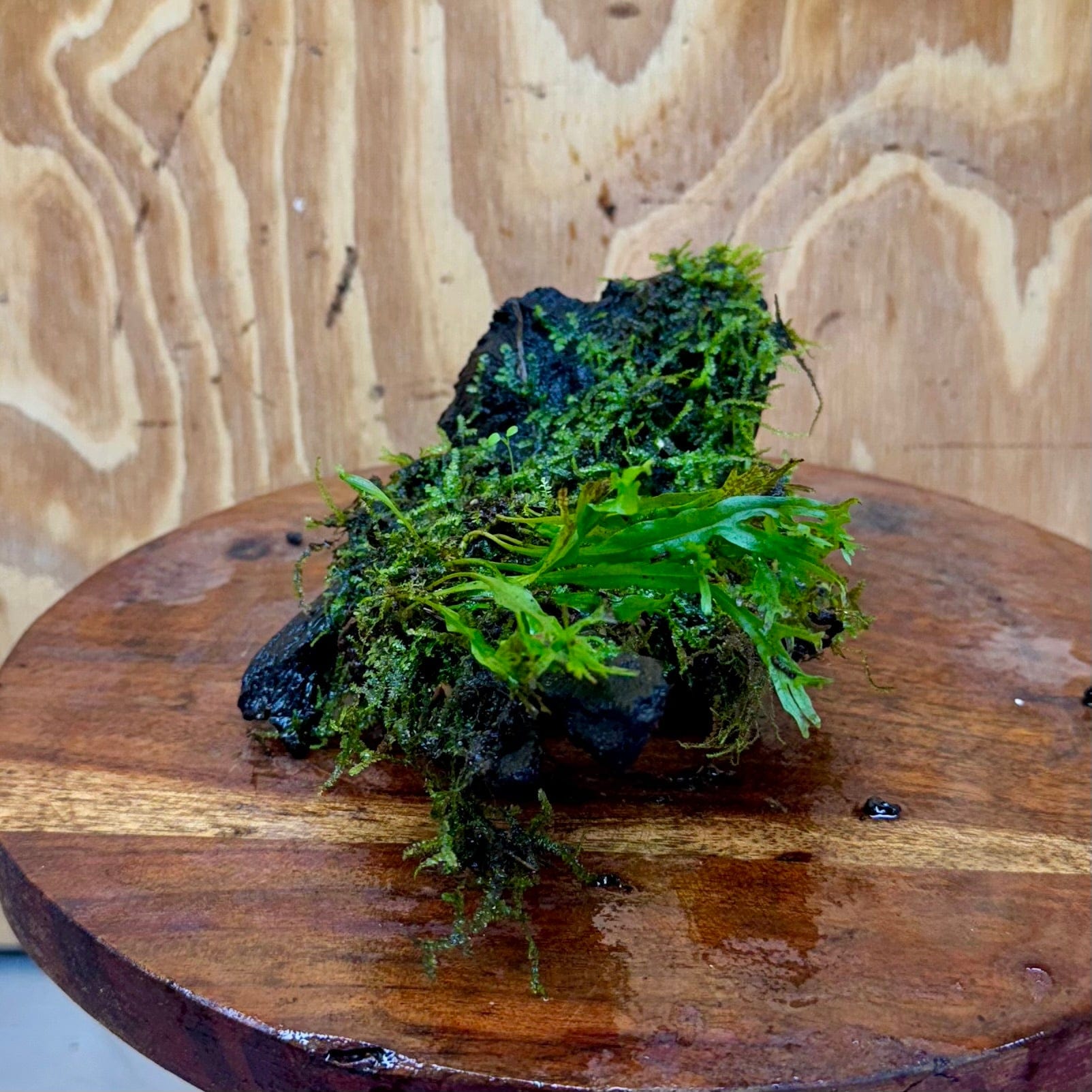 Scapeshop.com.au One Only Crested Microsorum and Fontinalis Log - Medium (Java Fern and Moss) - One Only Crested Microsorum and Fontinalis Log - Medium (Java Fern and Moss) - One Only