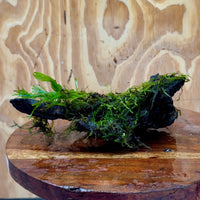 Scapeshop.com.au One Only Crested Microsorum and Fontinalis Log - Medium (Java Fern and Moss) - One Only Crested Microsorum and Fontinalis Log - Medium (Java Fern and Moss) - One Only