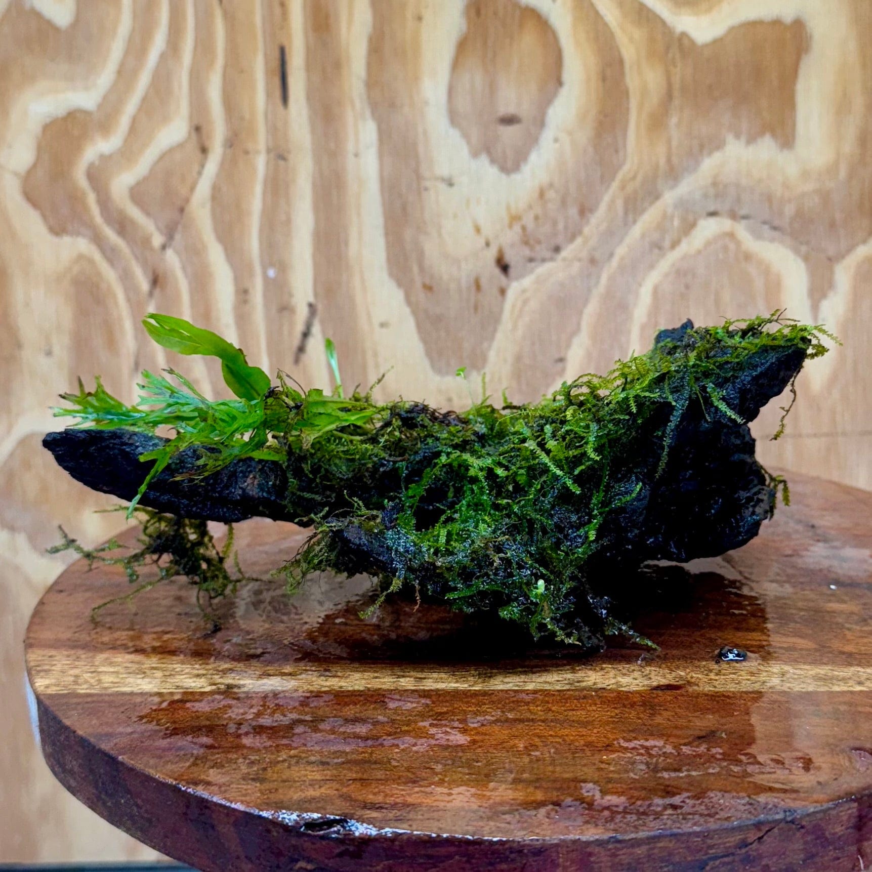 Scapeshop.com.au One Only Crested Microsorum and Fontinalis Log - Medium (Java Fern and Moss) - One Only Crested Microsorum and Fontinalis Log - Medium (Java Fern and Moss) - One Only
