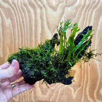 Scapeshop.com.au One Only Crested Microsorum and Fontinalis Log - Medium (Java Fern and Moss) - One Only Crested Microsorum and Fontinalis Log - Medium (Java Fern and Moss) - One Only