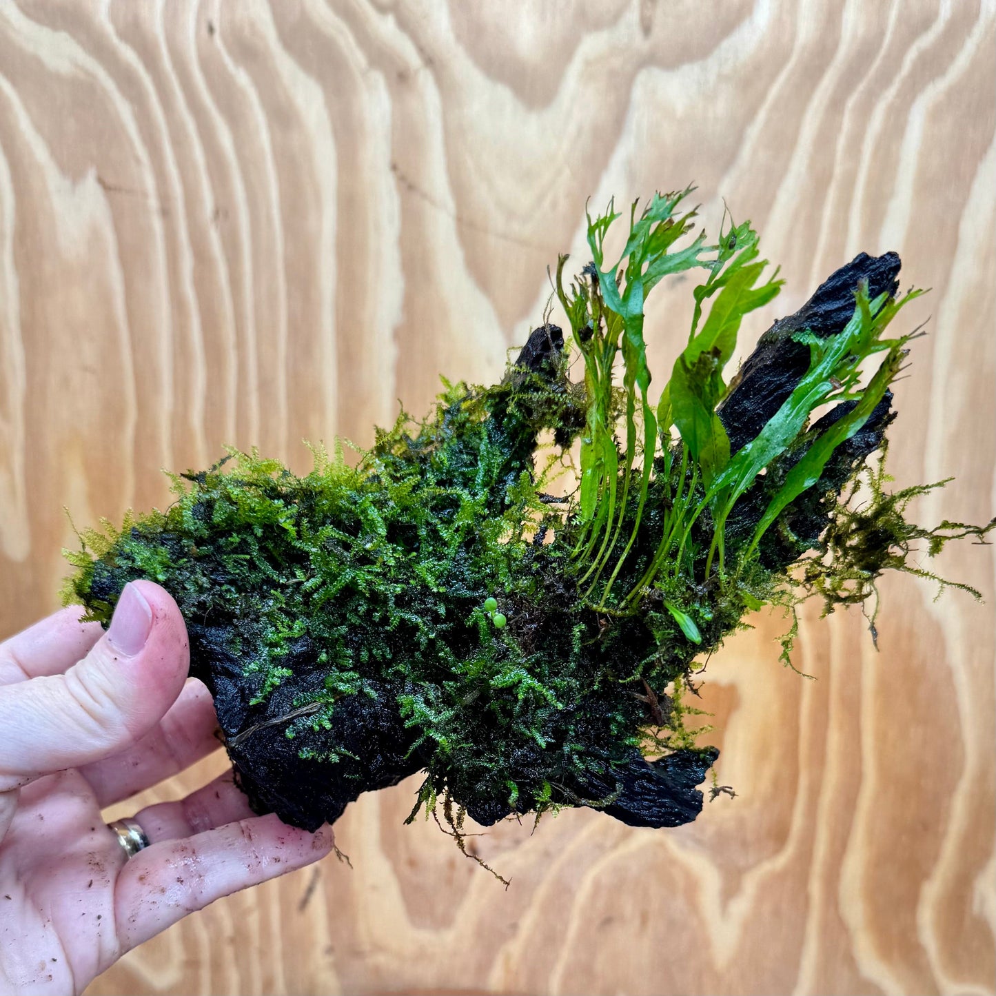 Scapeshop.com.au One Only Crested Microsorum and Fontinalis Log - Medium (Java Fern and Moss) - One Only Crested Microsorum and Fontinalis Log - Medium (Java Fern and Moss) - One Only