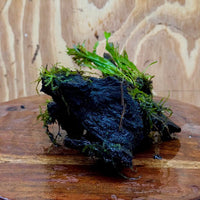 Scapeshop.com.au One Only Crested Microsorum and Fontinalis Log - Medium (Java Fern and Moss) - One Only Crested Microsorum and Fontinalis Log - Medium (Java Fern and Moss) - One Only