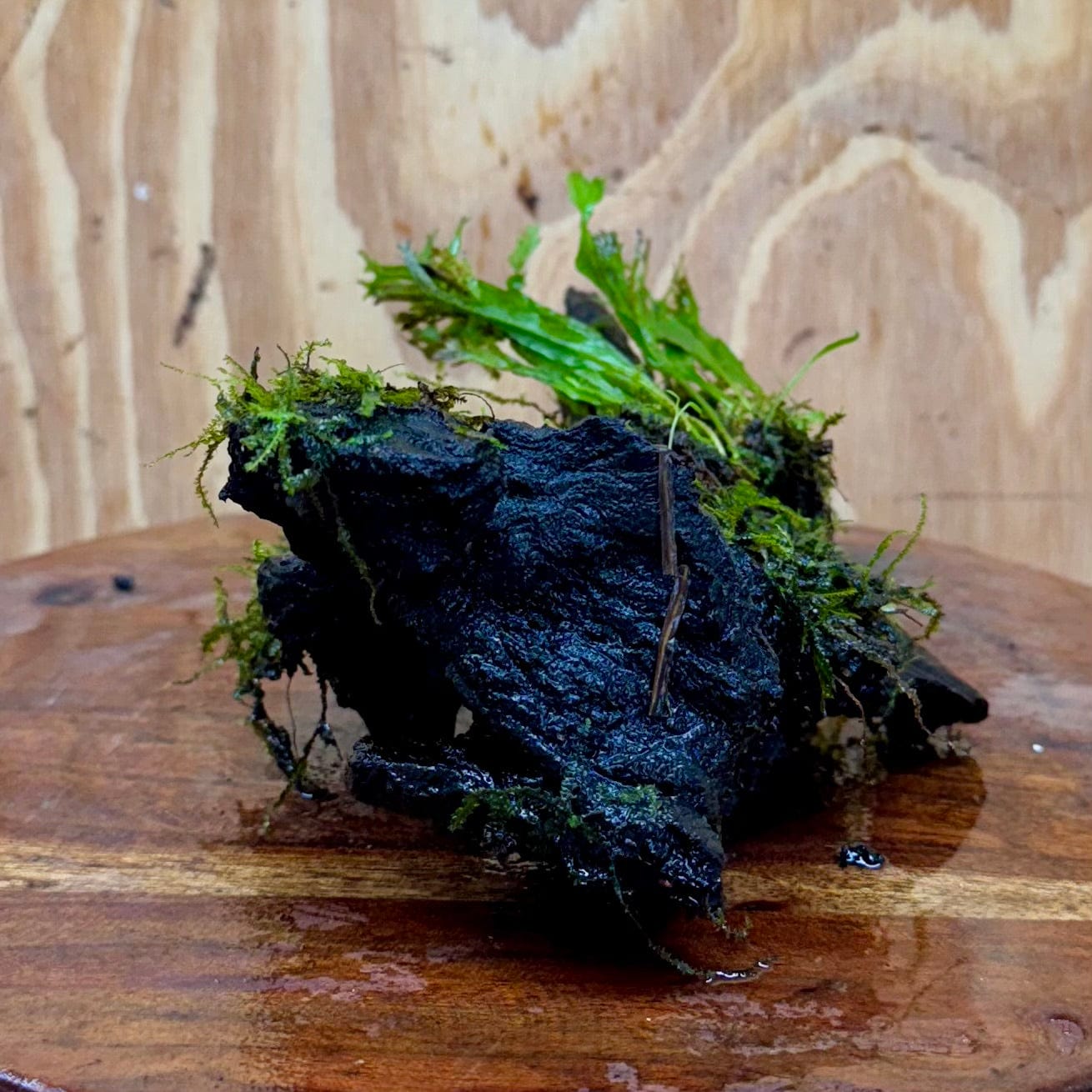 Scapeshop.com.au One Only Crested Microsorum and Fontinalis Log - Medium (Java Fern and Moss) - One Only Crested Microsorum and Fontinalis Log - Medium (Java Fern and Moss) - One Only