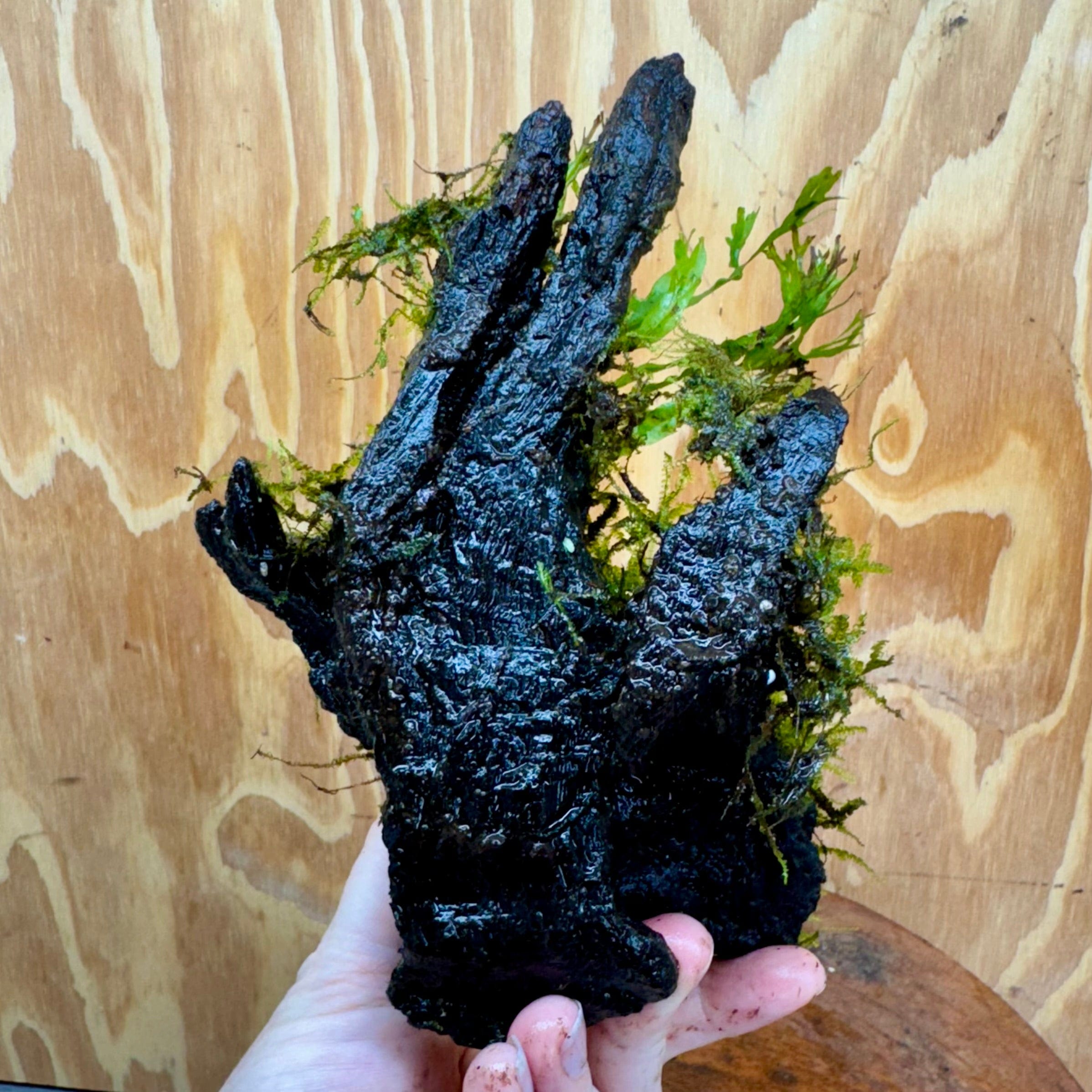 Scapeshop.com.au One Only Crested Microsorum and Fontinalis Log - Medium (Java Fern and Moss) - One Only Crested Microsorum and Fontinalis Log - Medium (Java Fern and Moss) - One Only