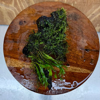 Scapeshop.com.au One Only Crested Microsorum and Fontinalis Log - Medium (Java Fern and Moss) - One Only Crested Microsorum and Fontinalis Log - Medium (Java Fern and Moss) - One Only