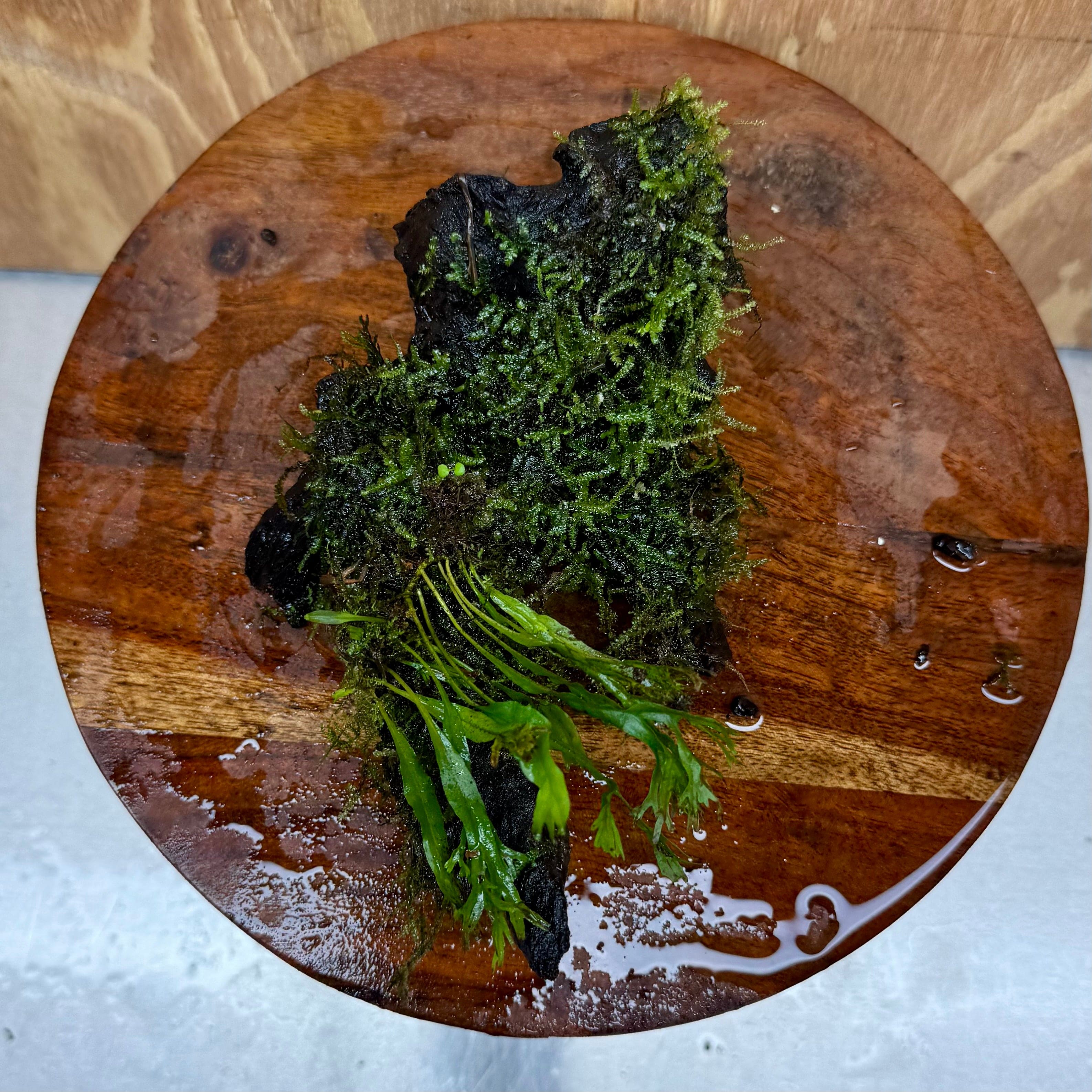 Scapeshop.com.au One Only Crested Microsorum and Fontinalis Log - Medium (Java Fern and Moss) - One Only Crested Microsorum and Fontinalis Log - Medium (Java Fern and Moss) - One Only