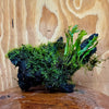 Scapeshop.com.au One Only Crested Microsorum and Fontinalis Log - Medium (Java Fern and Moss) - One Only Crested Microsorum and Fontinalis Log - Medium (Java Fern and Moss) - One Only